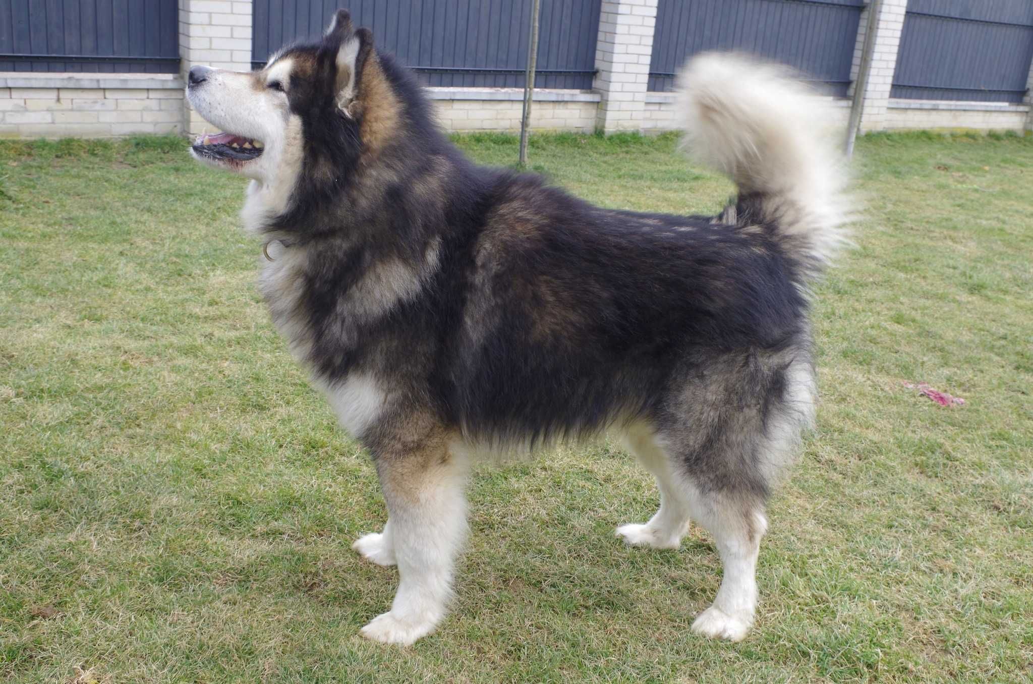Grey - zjawiskowy Alaskan Malamute z rodowodem ZKwP FCI ADOPCJA