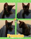 Gatinho para adoção - Pancho