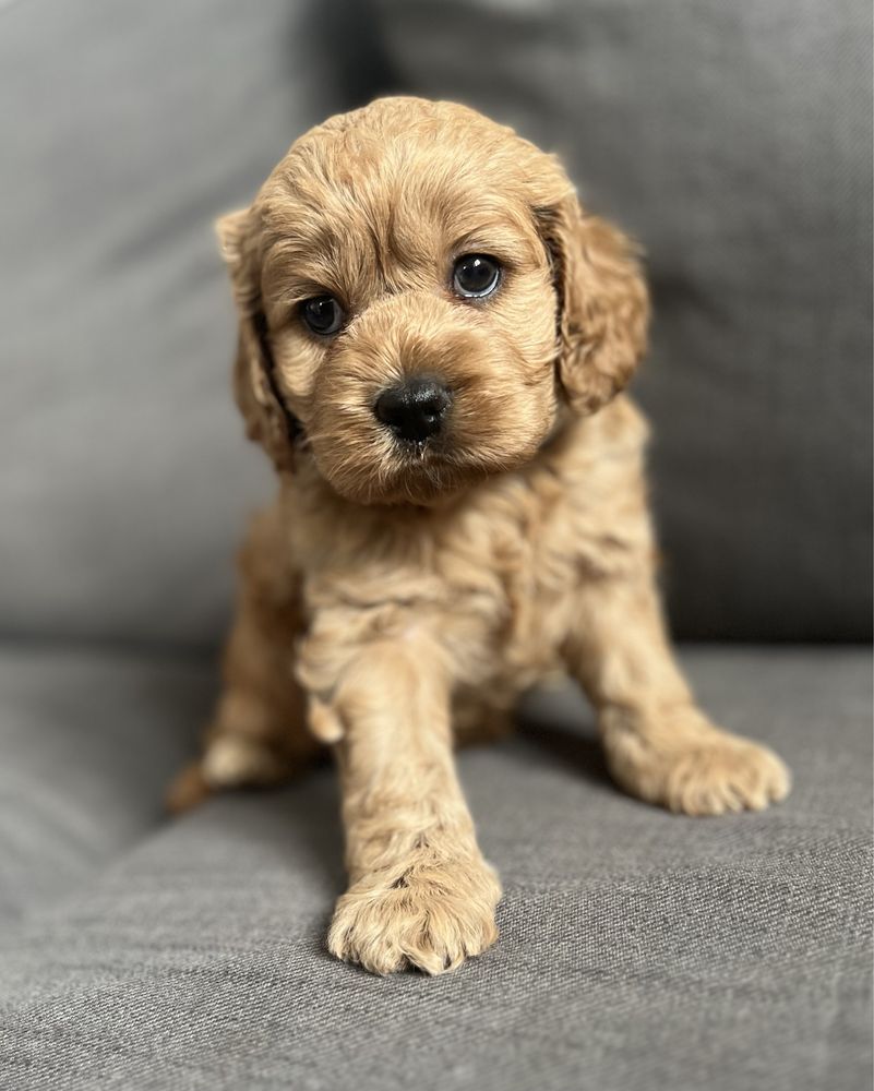 Słodka suczka American cockapoo - cocker & pudel