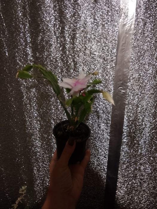 Продам рождественник