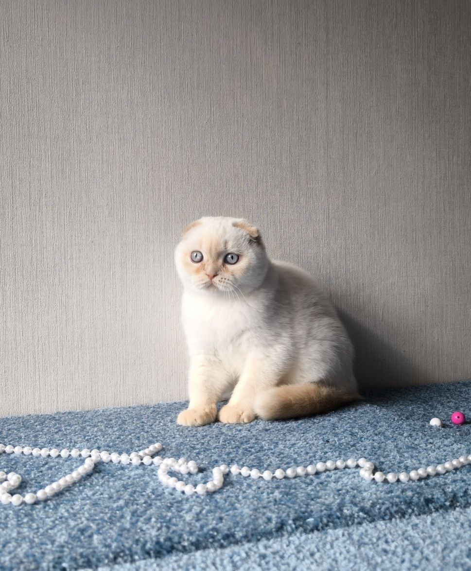 Шотландские котята. Мальчик -Scottish fold.