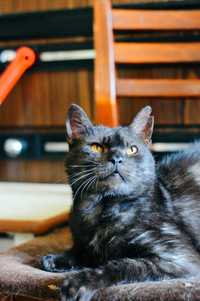 Чорний кіт Янтар (3 роки) шукає дім. Коти, кошенята, кішка.
