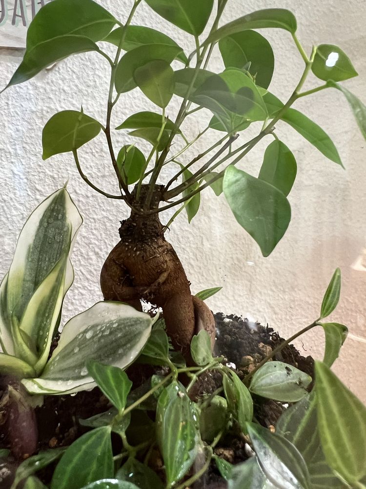 Terrário aberto com bonsai ginseng