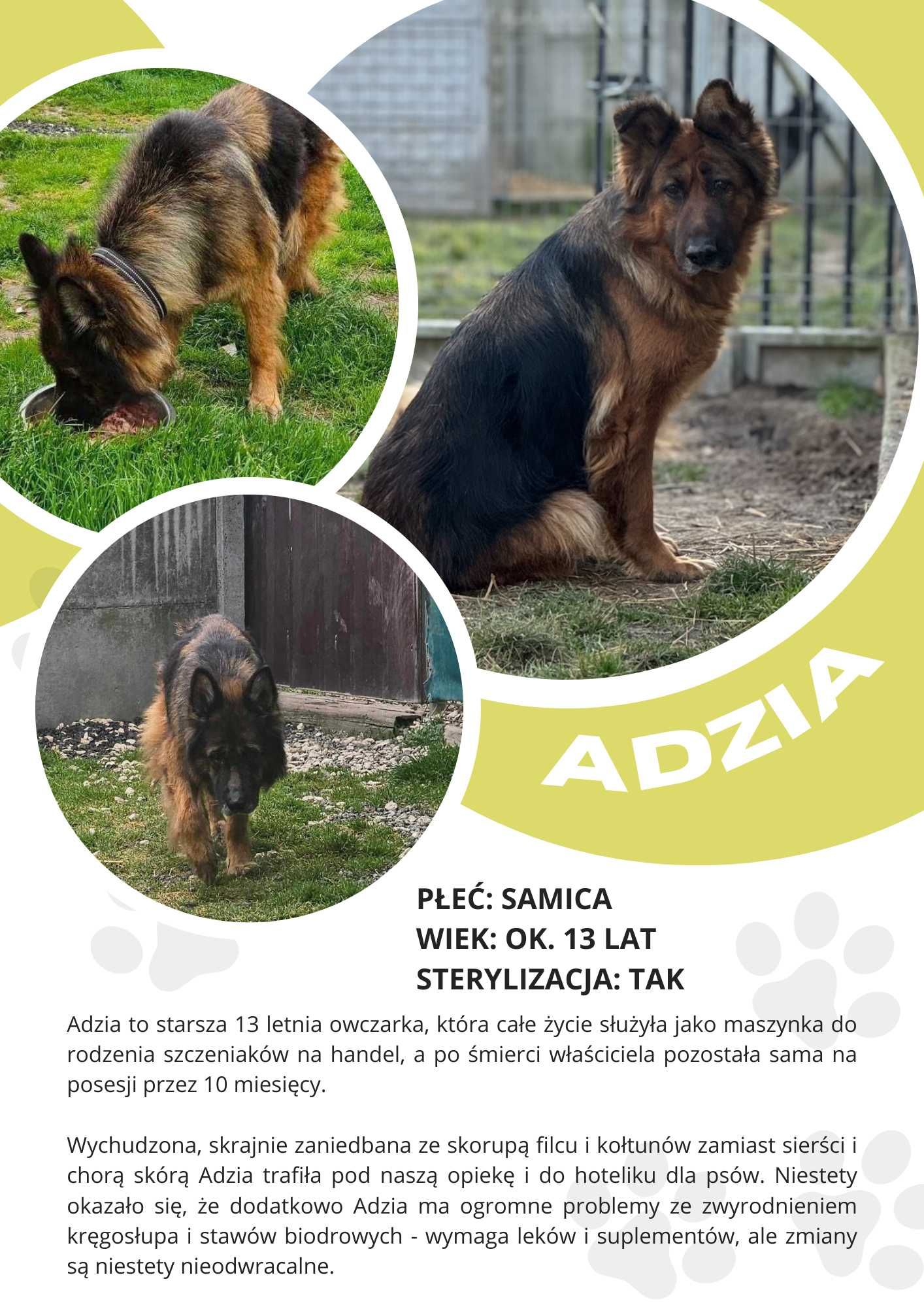 ADZIA - ok 13 letnia suczka w typie owczarka niemieckiego