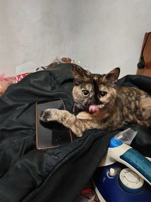 Кішечка в добрі руки