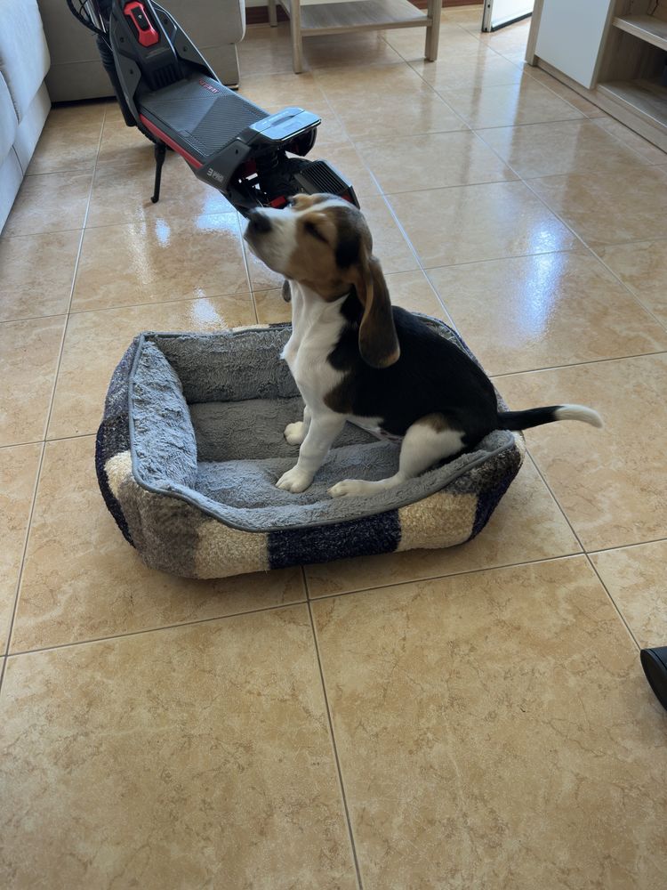 Lindo filhor Beagle