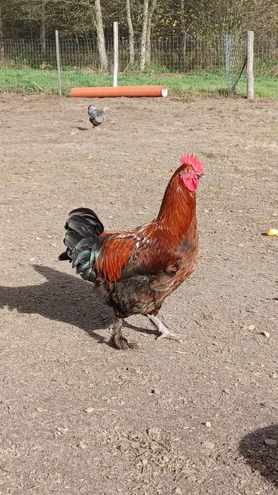 Koguty różnych ras