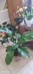 Plantas exoticas