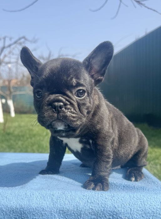 Гарні французькі бульдоги