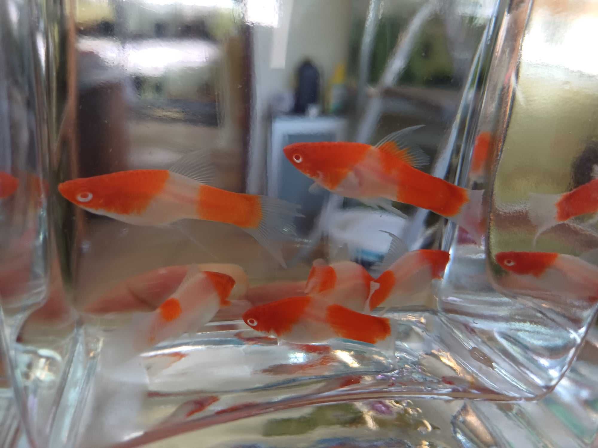 Mieczyk KOI albino