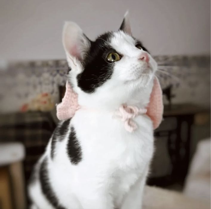 Gatinha 4 meses para adoção responsável