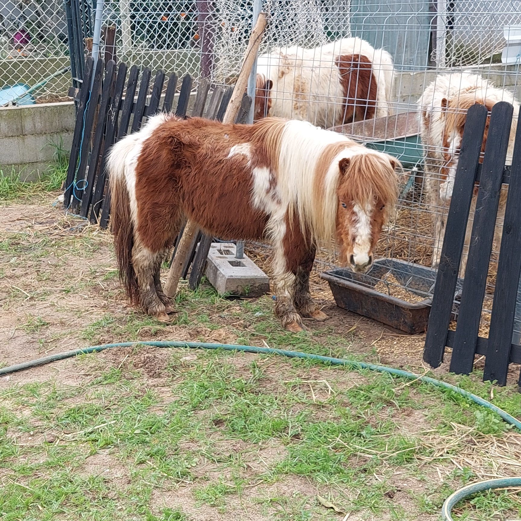 Vendo Pónei ou Burro Macho ou Fêmea