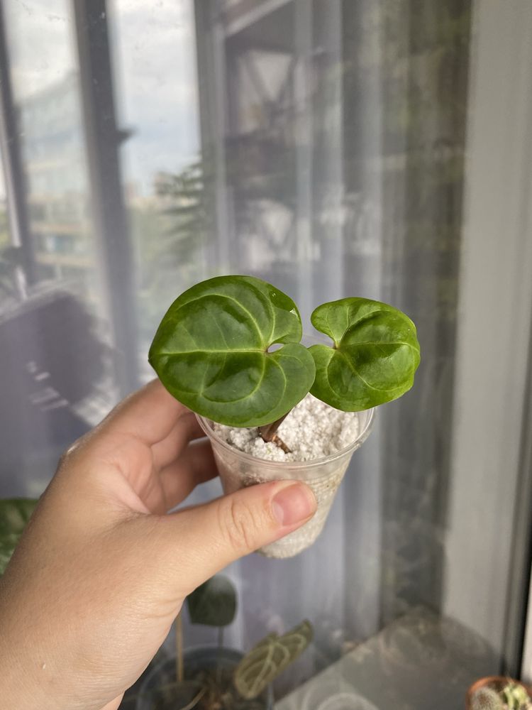 anthurium besseae, radicans, крісталінум