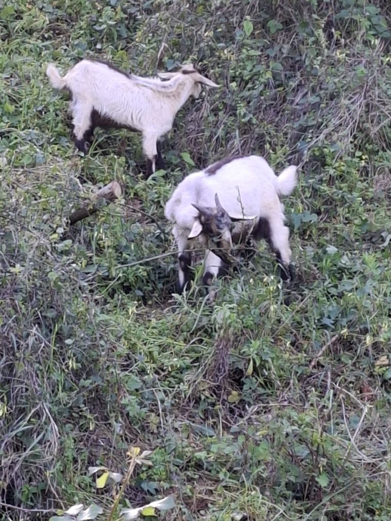 Cabras / Cabritos Serpentinos