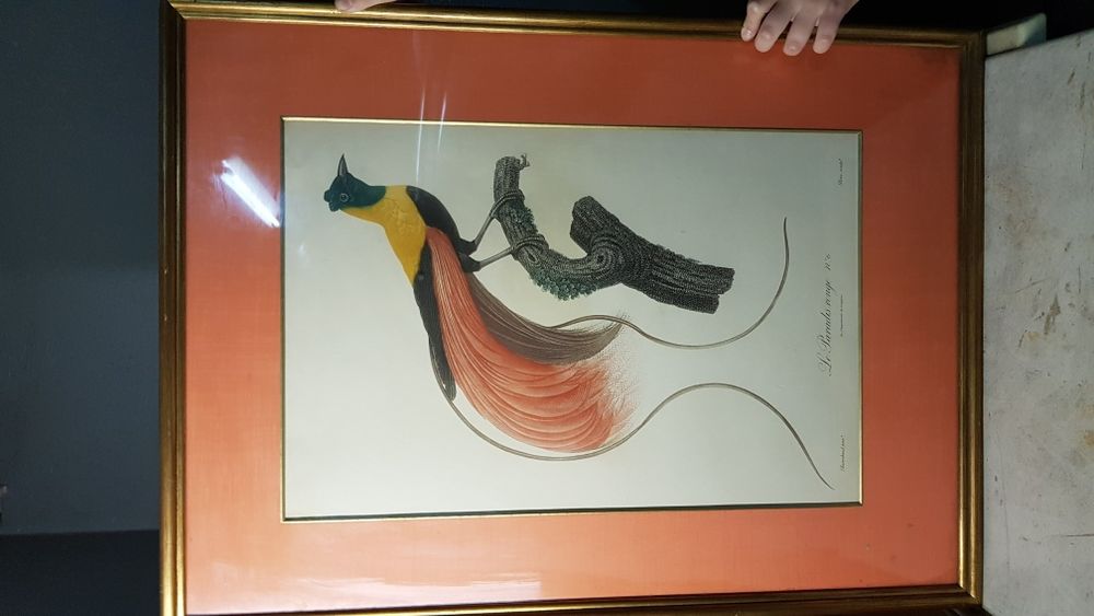 Quadros Aves pintados à mão