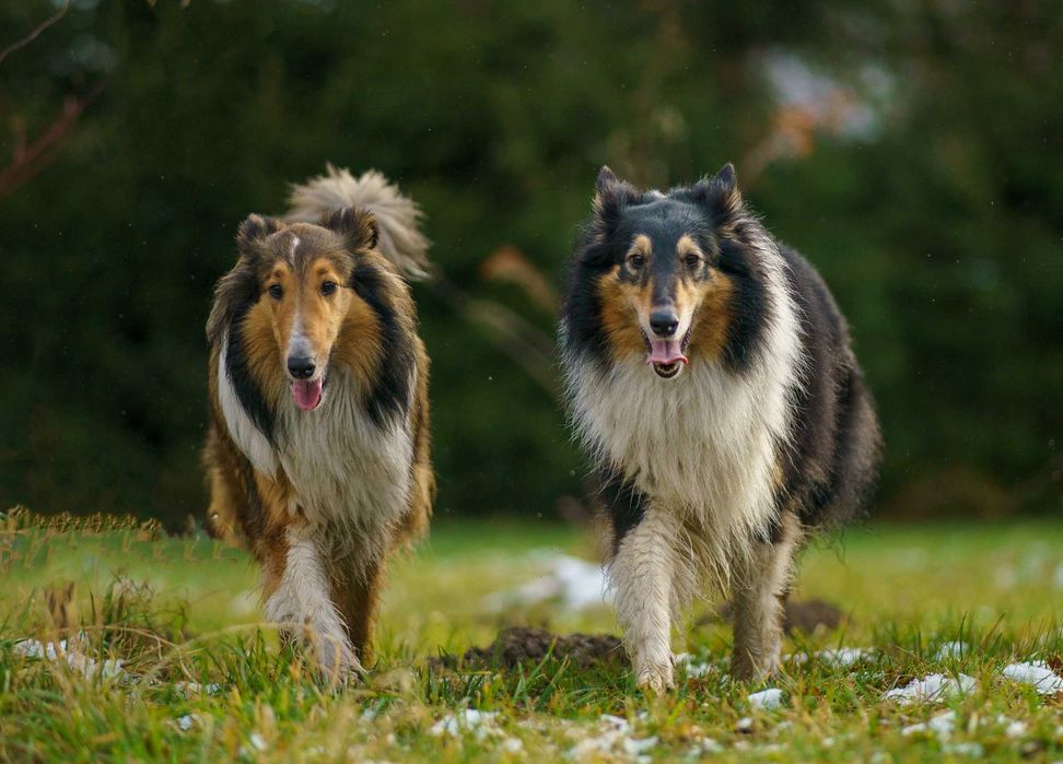 Owczarek szkocki długowłosy Collie, szczeniak gotowy do odbioru