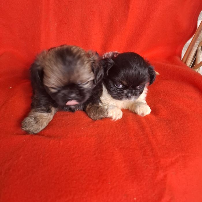 Pekińczyk rodowód + wyprawka