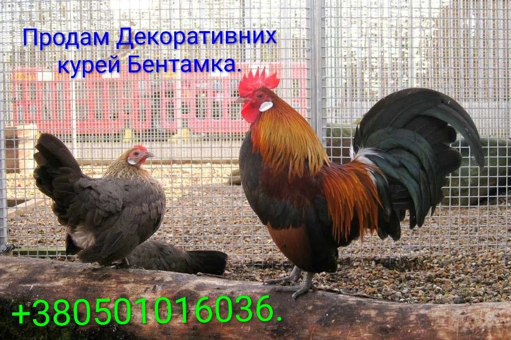 Продам Декоративних курчат