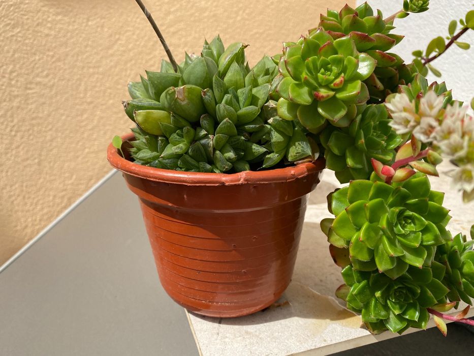 Vaso com duas Suculentas