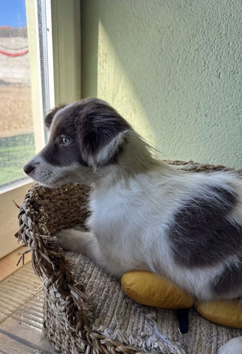 Menino Border Collie
