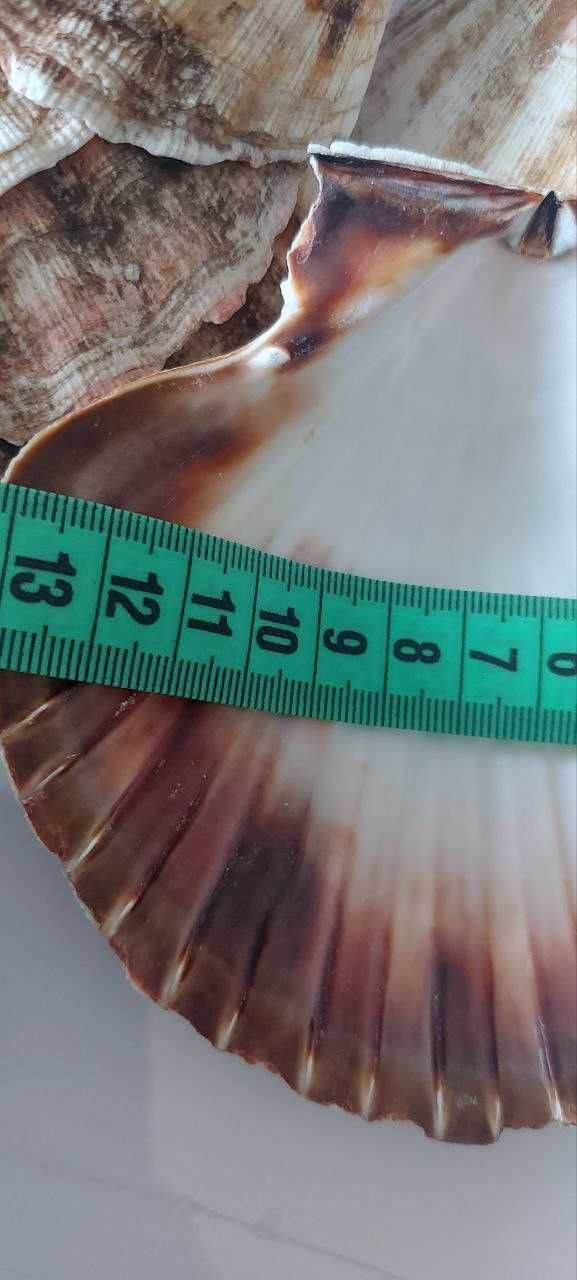 Раковина морского гребешка , мушля Ла- Манш 11*10 см, 12*11 см