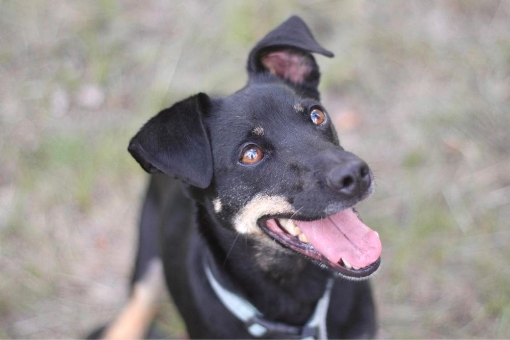 Śliczna, energiczna i kochana Sonia poleca się do adopcji!