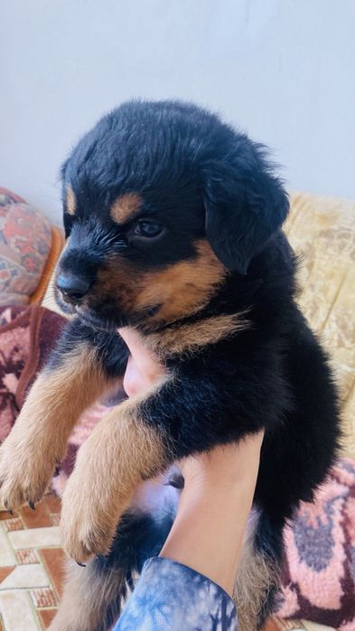 Чистокровные щенки ротвейлера мальчики и девочки