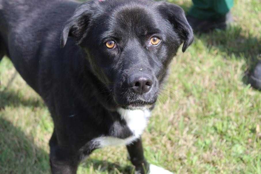 088999 Franek do adopcji
