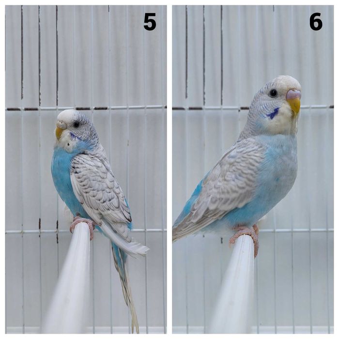 11 Periquitos australianos