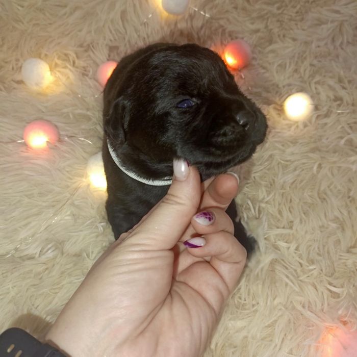 Prześliczna sunia labrador retriever Tosia