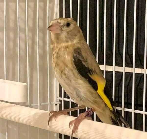 Varias aves anilhadas 2024/2025