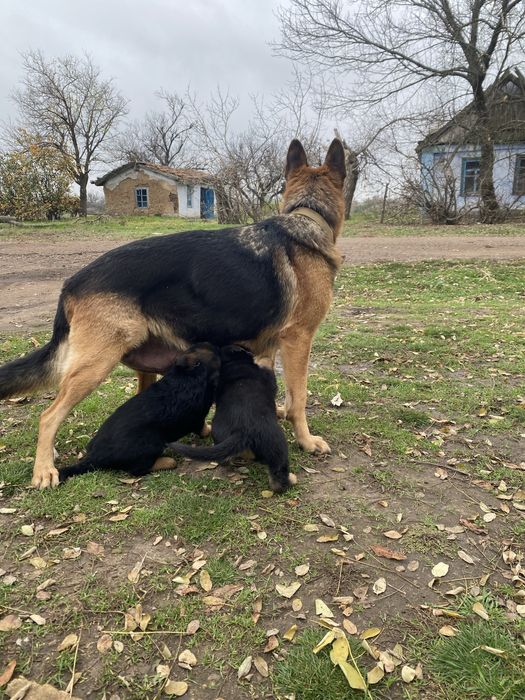 Продам щенков Немецкой авчарки