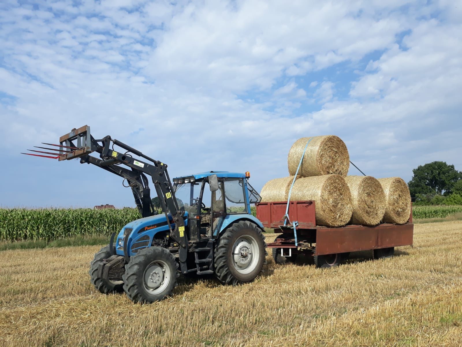 Słoma bale 150cm około 300kg  z pszenicy pszenżyta