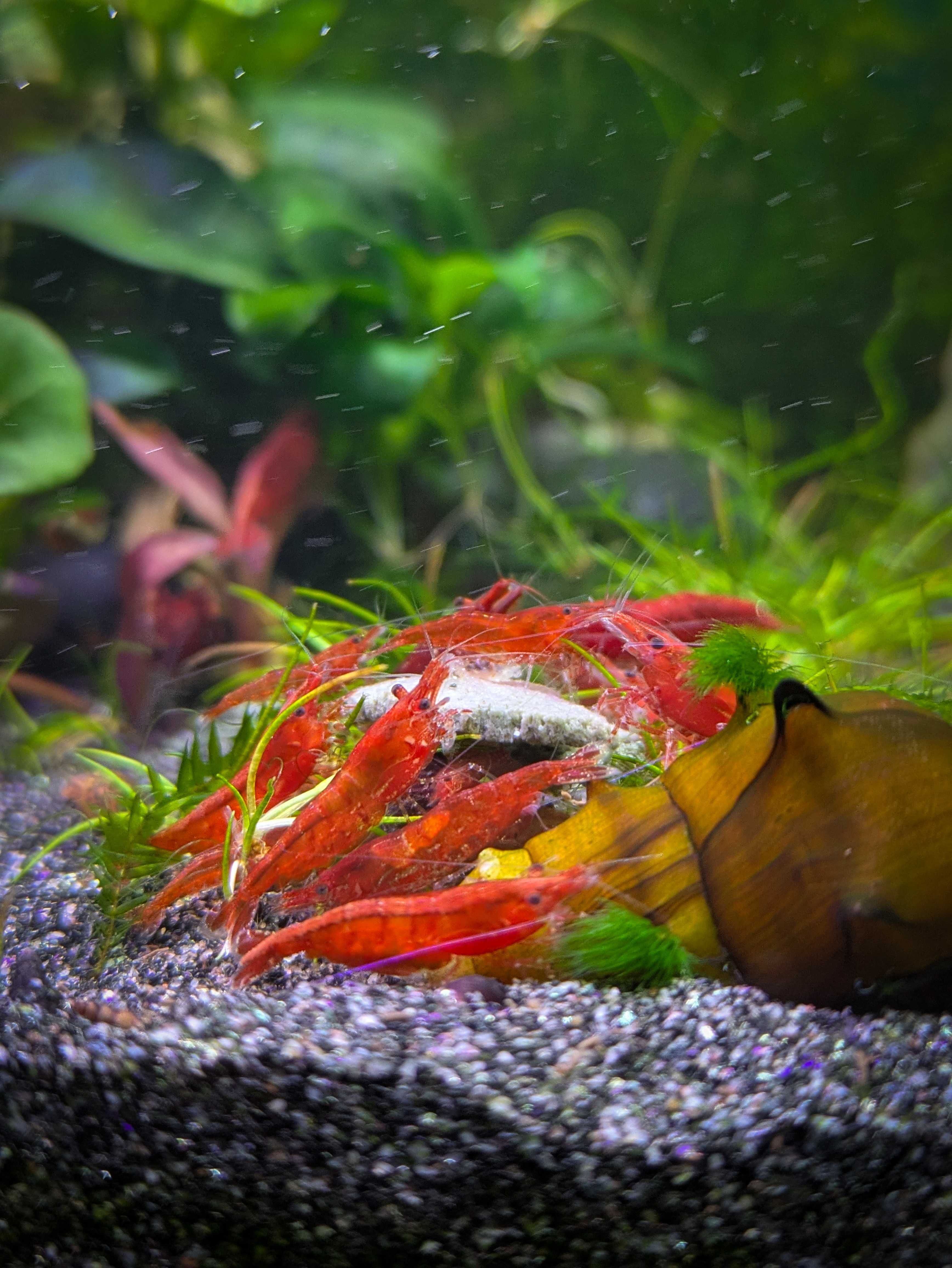 Krewetki neocaridina Red Cherry czerwone Żoliborz Warszawa selekcja