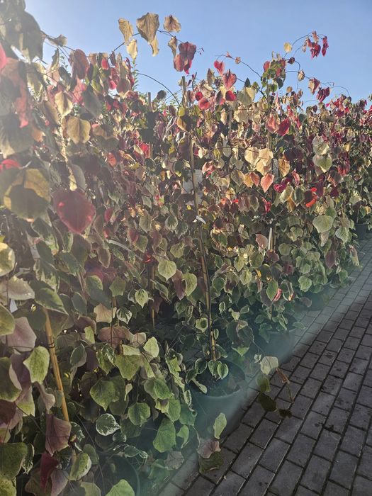 Judaszowiec Kanadyjski Eternal Flame .Palmy. Tuja szmaragd