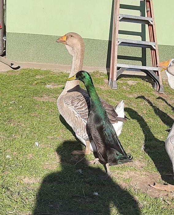 Biegus indyjski KACZORY srebrne i szmaragdowe