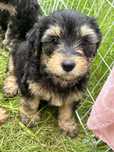 Piesek szczeniak maltipoo
