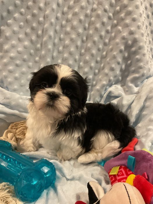 Shih - tzu Salonowe Pieski Czekoladowe