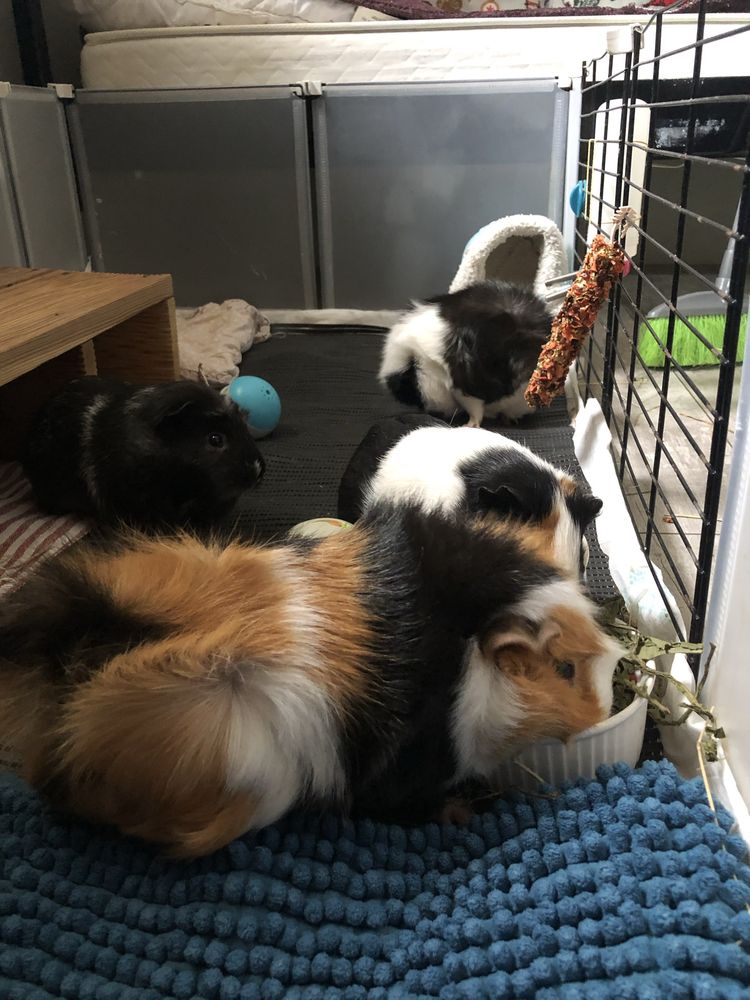 Oddam świnki 1 samczyk 3 samiczki