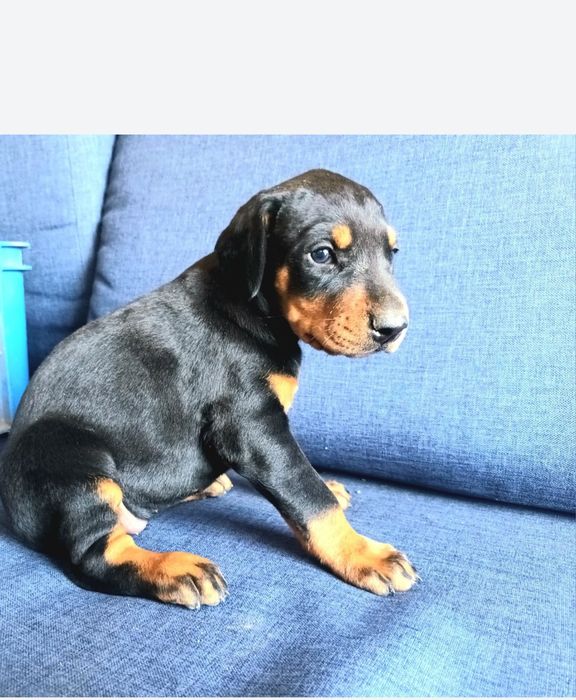 Doberman- suczka
