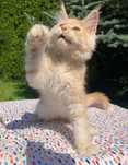 Maine Coon - Piękny kocur po importach !
