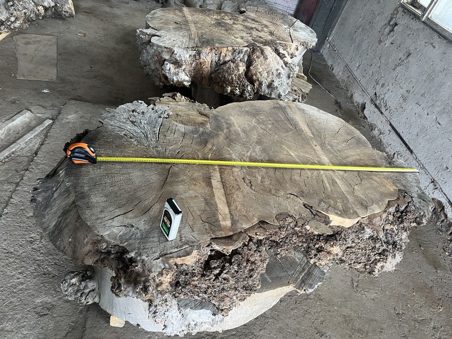 Висушені слеби капової тополі