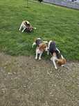 Beagle z Rodowodem uprawnienia hodowlane