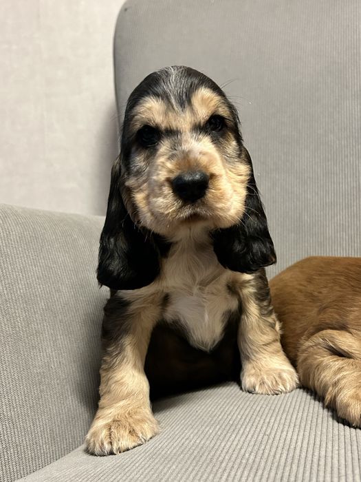 Piesek Cocker Spaniel Angielski