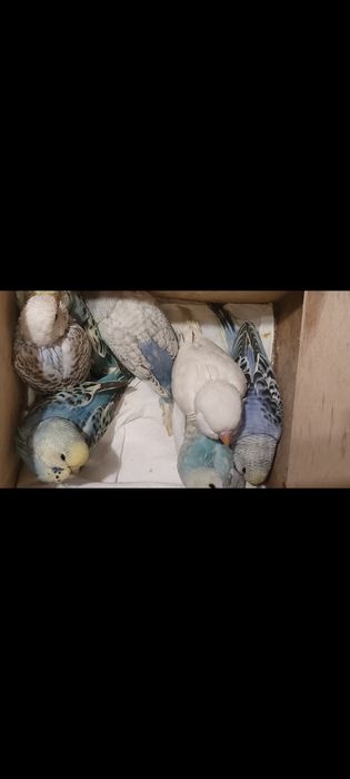 Młode ptaki różne