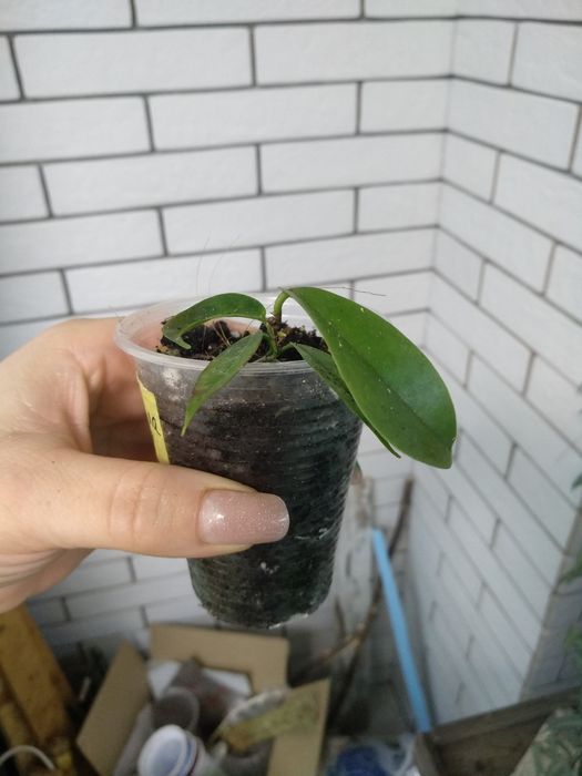 хойя імбріката, ліза, kenejiana, polyneura , nova gho