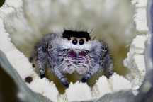 Phidippus regius soroa, skakun królewski