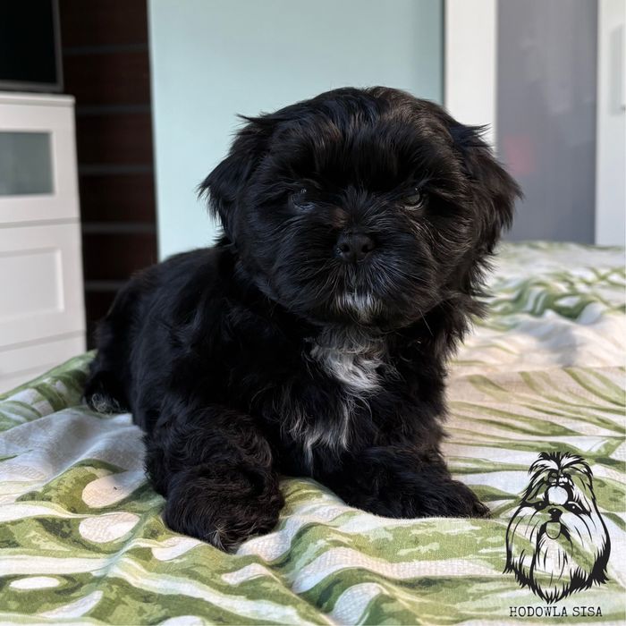Shih tzu suczka czarna gen czekoladowy i niebieski