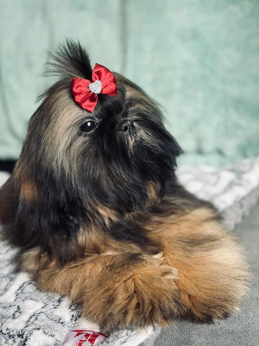 Piesek Loris 5 m-cy shih tzu Zkwp FCI szuka domku