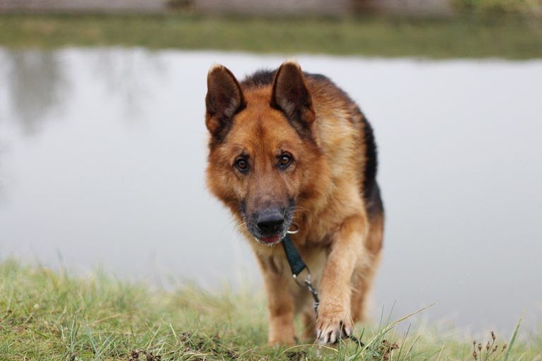 Alex – pies w typie owczarka niemieckiego ON do adopcji
